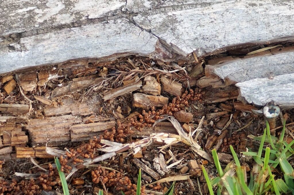 Closeup photo showing termite damage to a house